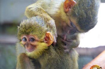 Naissance d&#8217;un Talapoin du Gabon à la Réserve Africaine de Sigean