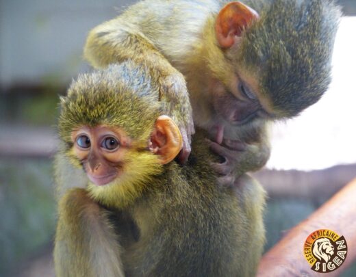 Naissance&#x20;d&amp;&#x23;8217&#x3B;un&#x20;Talapoin&#x20;du&#x20;Gabon&#x20;&#x00E0;&#x20;la&#x20;R&#x00E9;serve&#x20;Africaine&#x20;de&#x20;Sigean