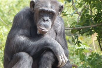 Weekend pour la conservation du Chimpanzé