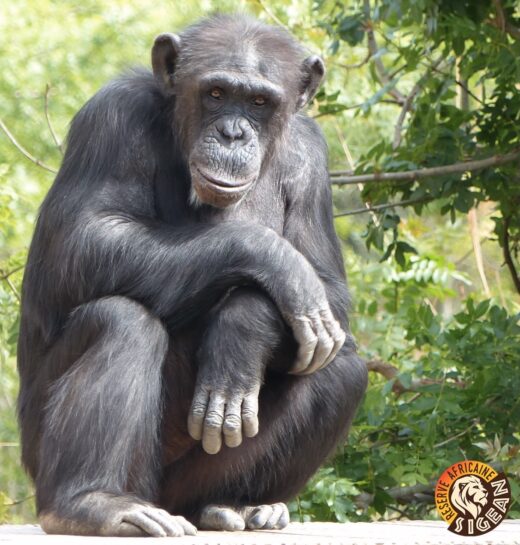 Weekend&#x20;pour&#x20;la&#x20;conservation&#x20;du&#x20;Chimpanz&#x00E9;
