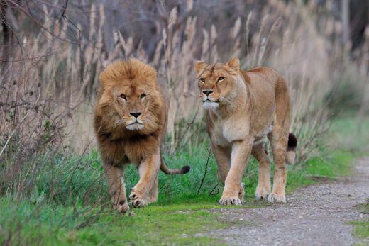 Lion