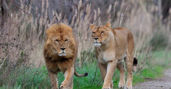 Lion