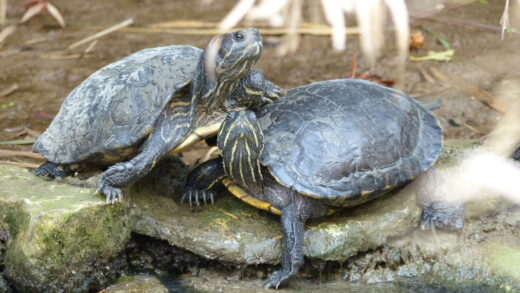 Tortue à tempes rouges