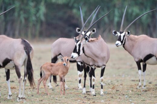 2 Oryx gemsbok