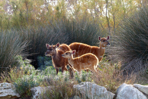 Sitatunga