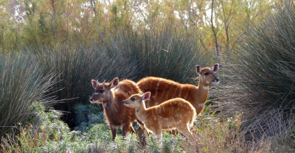 Sitatunga
