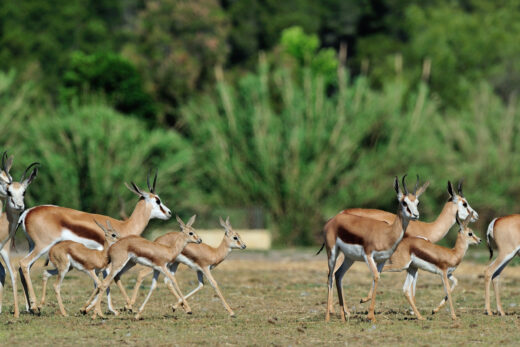 13 Springboks
