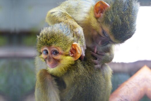 1 Talapoin du Gabon