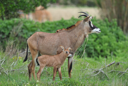 1 Antilope rouanne
