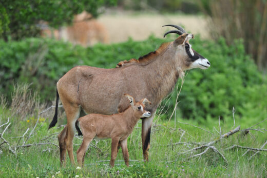 2 Roans antelopes