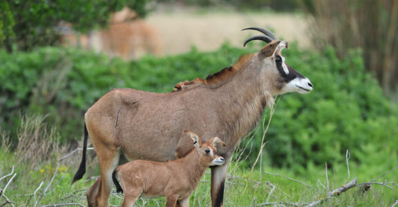 1 Roan antelope