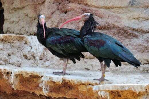 1 Northern bald ibis