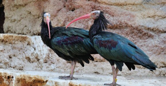 3 Northern bald ibis