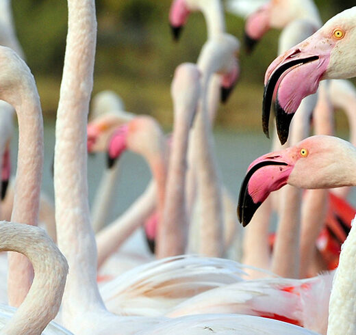 Oiseaux
