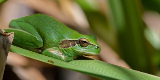 Biodiversité locale