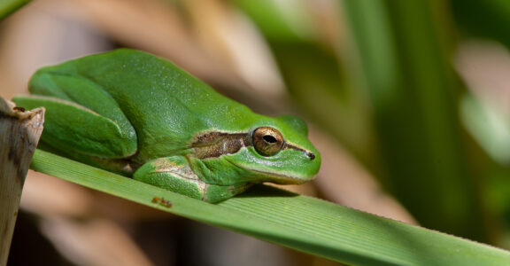 Biodiversité locale