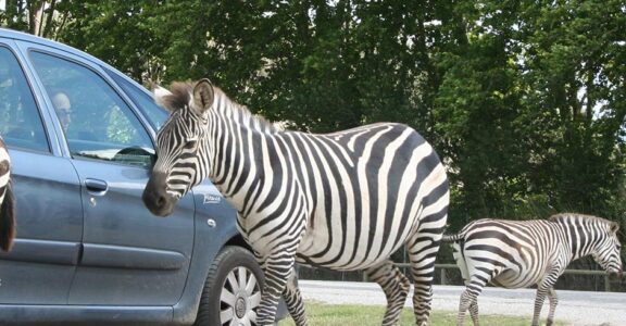Safari amb cotxe i a peu