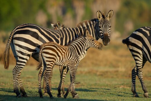 6 Plains zebras