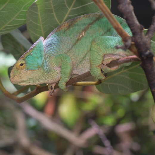 Reptiles