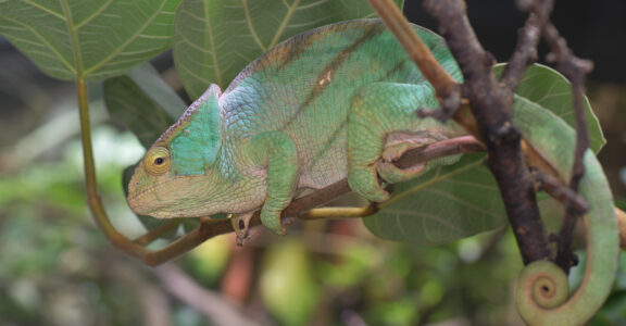 Reptiles