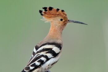 Ne manquez pas le Weekend de la Biodiversité à la Réserve Africaine de Sigean !