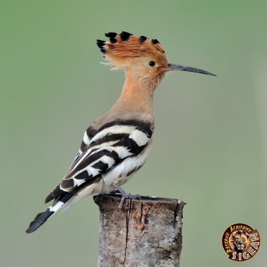 Ne&#x20;manquez&#x20;pas&#x20;le&#x20;Weekend&#x20;de&#x20;la&#x20;Biodiversit&#x00E9;&#x20;&#x00E0;&#x20;la&#x20;R&#x00E9;serve&#x20;Africaine&#x20;de&#x20;Sigean&#x20;&#x21;