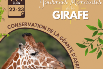 Le 22 et 23 juin : Retrouvez-nous pour le week-end de la Girafe, à Sigean !