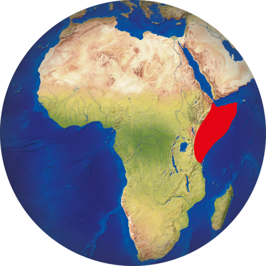 Mouton de Somalie
