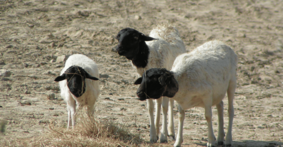 Mouton de Somalie