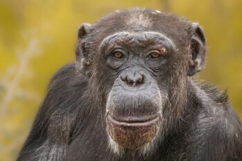 Weekend du Chimpanzé à la Réserve Africaine de Sigean les 13 et 14 juillet 2024