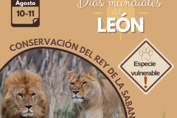 ¡Fin de Semana del León los días 10 y 11 de agosto, únete a nosotros en la Réserve Africaine de Sigean!