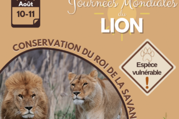 Week-end du Lion les 10 et 11 août, rejoignez-nous à la Réserve Africaine de Sigean !