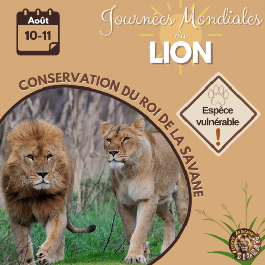 Week-end&#x20;du&#x20;Lion&#x20;les&#x20;10&#x20;et&#x20;11&#x20;ao&#x00FB;t,&#x20;rejoignez-nous&#x20;&#x00E0;&#x20;la&#x20;R&#x00E9;serve&#x20;Africaine&#x20;de&#x20;Sigean&#x20;&#x21;