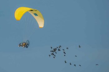 Les Ibis sont passés !