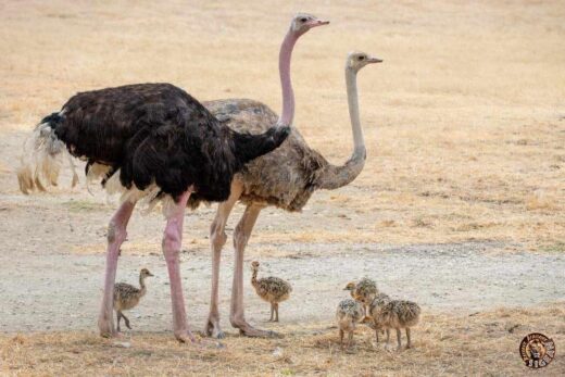 &#x00A1;Nacimiento&#x20;excepcional&#x20;de&#x20;6&#x20;Avestruces&#x20;de&#x20;cuello&#x20;rojo&#x20;&#x28;Struthio&#x20;camelus&#x20;camelus&#x29;&#x20;en&#x20;la&#x20;R&#x00E9;serve&#x20;Africaine&#x20;de&#x20;Sigean&#x21;