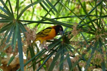 Nouvelle espèce : le Tisserin gendarme (Ploceus cucullatus)