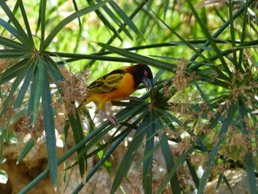 Nova&#x20;esp&#x00E8;cie&#x3A;&#x20;el&#x20;Teixidor&#x20;com&#x00FA;&#x20;&#x28;Ploceus&#x20;cucullatus&#x29;