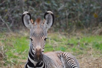 Birth of a Grevy&#8217;s Zebra!