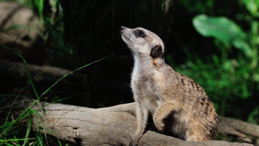 Suricate