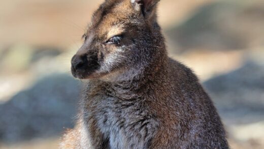 Red necked wallaby
