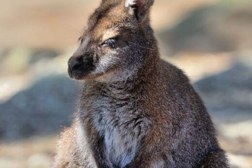 Wallaby de Bennett