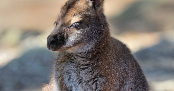 Wallaby de Bennett