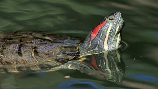 Red-headed turtle