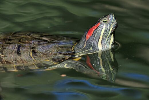 Tortue à tempes rouges