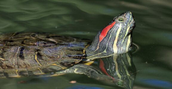 Tortue à tempes rouges