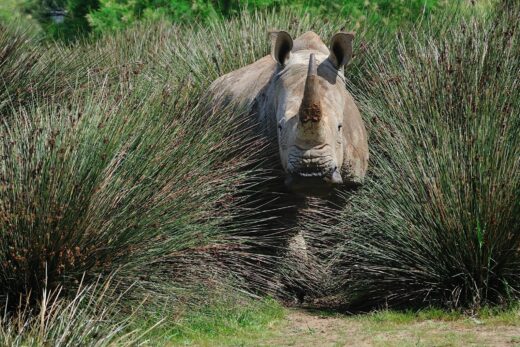 Rhinocéros blanc