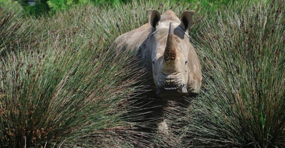 Rhinocéros blanc