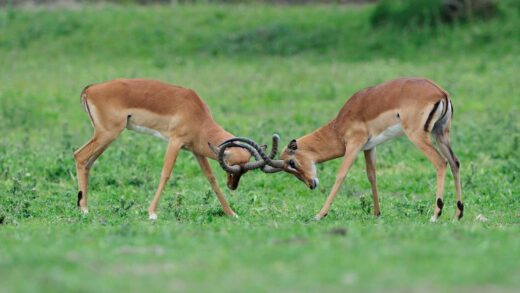 Impala