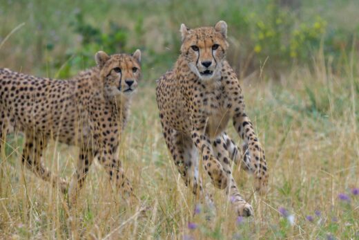 Guépard