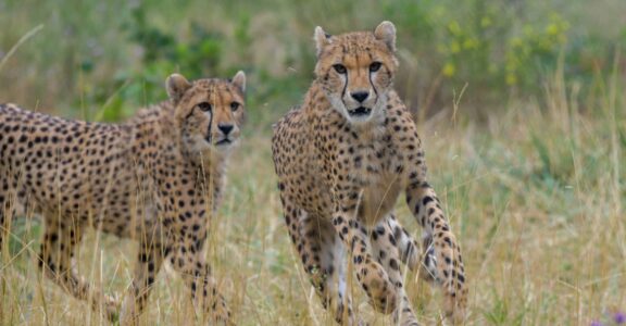 Cheetah